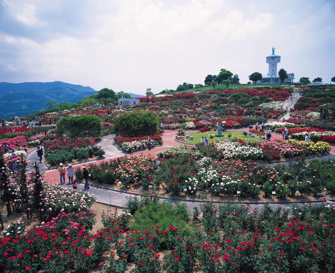 【車で20分】鹿屋バラ園
